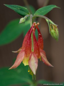 Aquilegia elegantula - Backyard 2016 