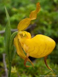 Ladyslipper-3         