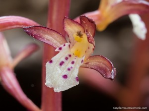 Spotted-Coralroot-Orchid-AVR-06-24-16         