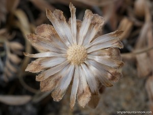 alpine daisy - fall 2015 - V3 - FINAL         