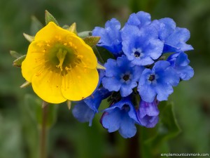 avens-speedwell-pp         