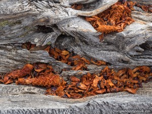 bristlecone-wood         