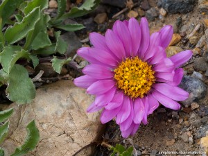 colorado-tansy-aster-fairplay-09-04-15-1         