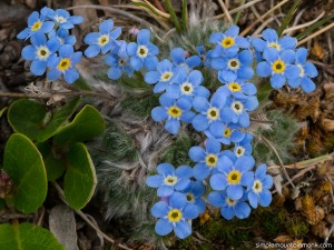 forget-me-nots-pp-2016         