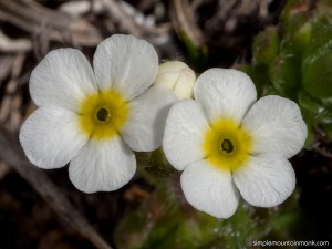 rock-jasmine-macro-07-07-16         