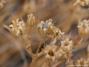 rockjasmine seeds - fall 2015         