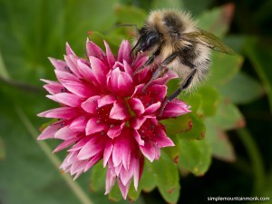 rose-crown-bumble-bee-09-04-15         