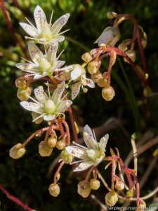 spotted-saxifrage-pp-1 